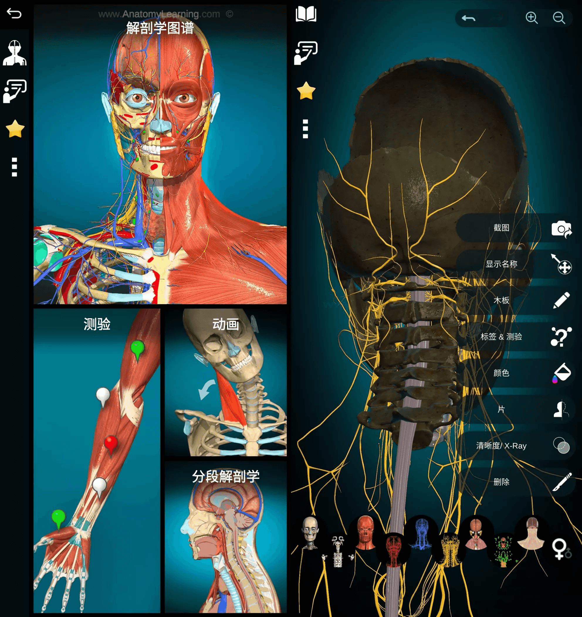 Anatomy Learning 3D解剖学图谱 v3.1.467 医学生必备学习专业软件 高级版-副业项目资源网